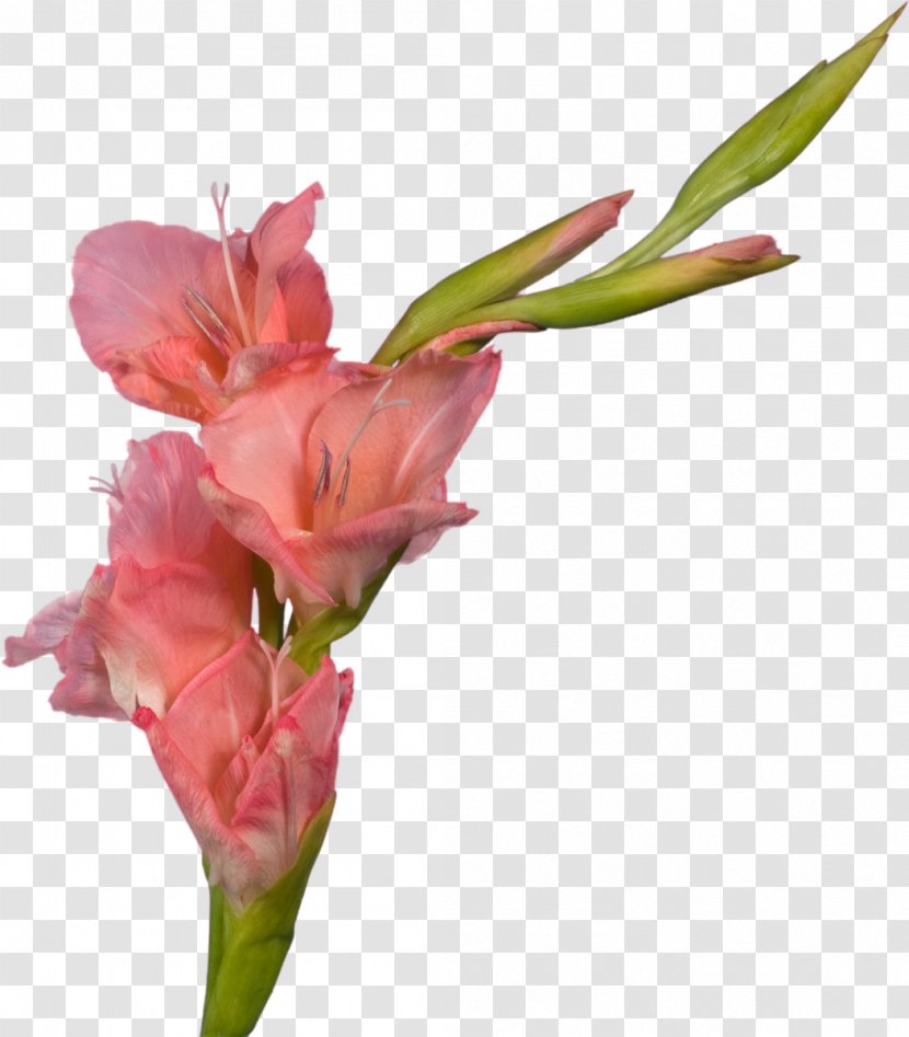 Gladiolus Cut Flowers Plant Stem - Peruvian Lily Transparent PNG