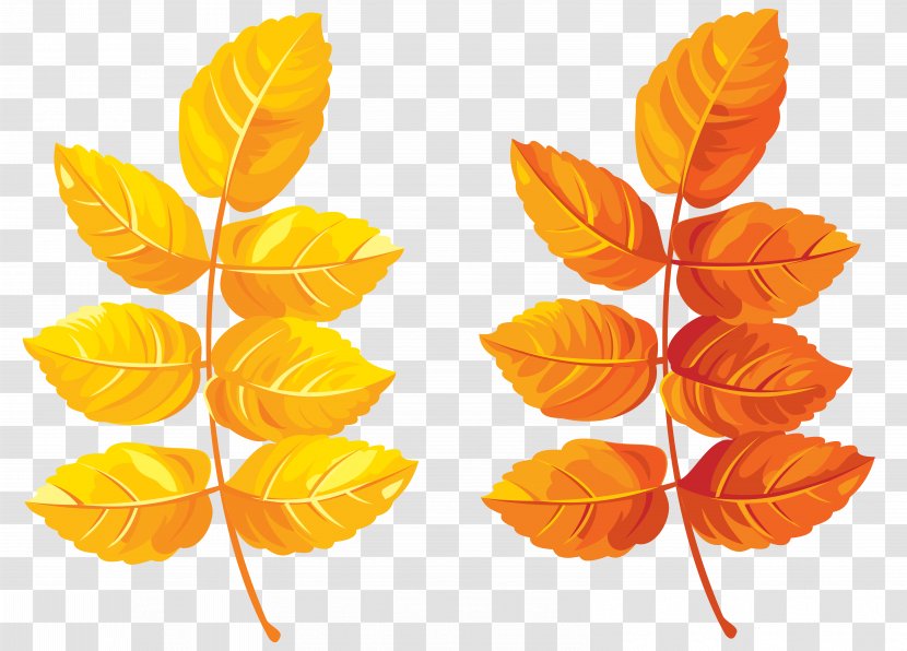 Autumn Leaf Color Clip Art - Petal - Fall Leaves Clipart Image Transparent PNG