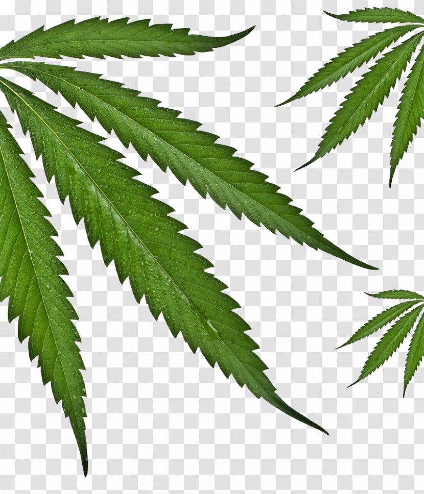 Cannabis Hemp Stock Photography - Leaf - Picture Transparent PNG