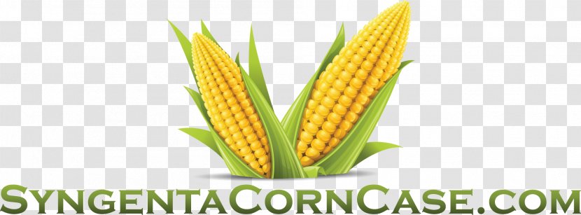 Corn On The Cob Flakes Maize Sweet Cornmeal - Food Grain Transparent PNG