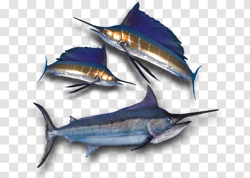 Swordfish Tuna Mackerel Pacific Saury South Australia - Herring - Fishing Transparent PNG