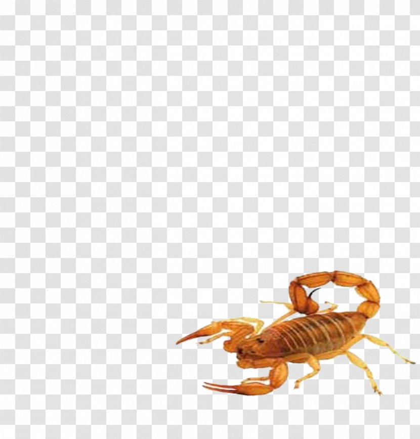 Scorpion Insect Animal - Orange Espaxc3xb1a - Scorpions Transparent PNG