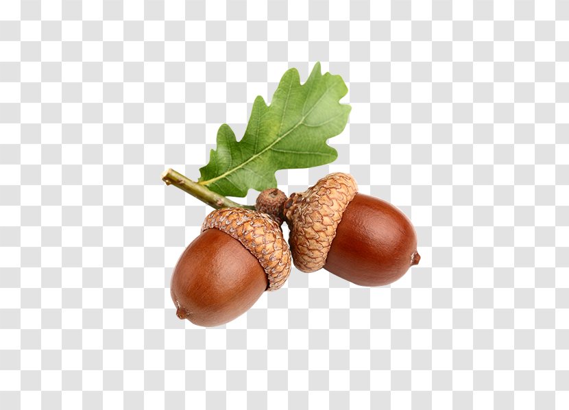 Acorn Stock Photography Image Clip Art English Oak - Nuts Seeds Transparent PNG