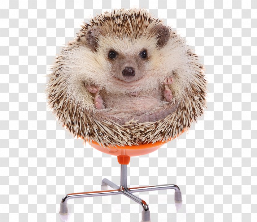 European Hedgehog Four-toed Stock Photography Domesticated - Mammal Transparent PNG