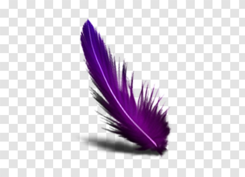 Feather Color Clip Art Transparent PNG