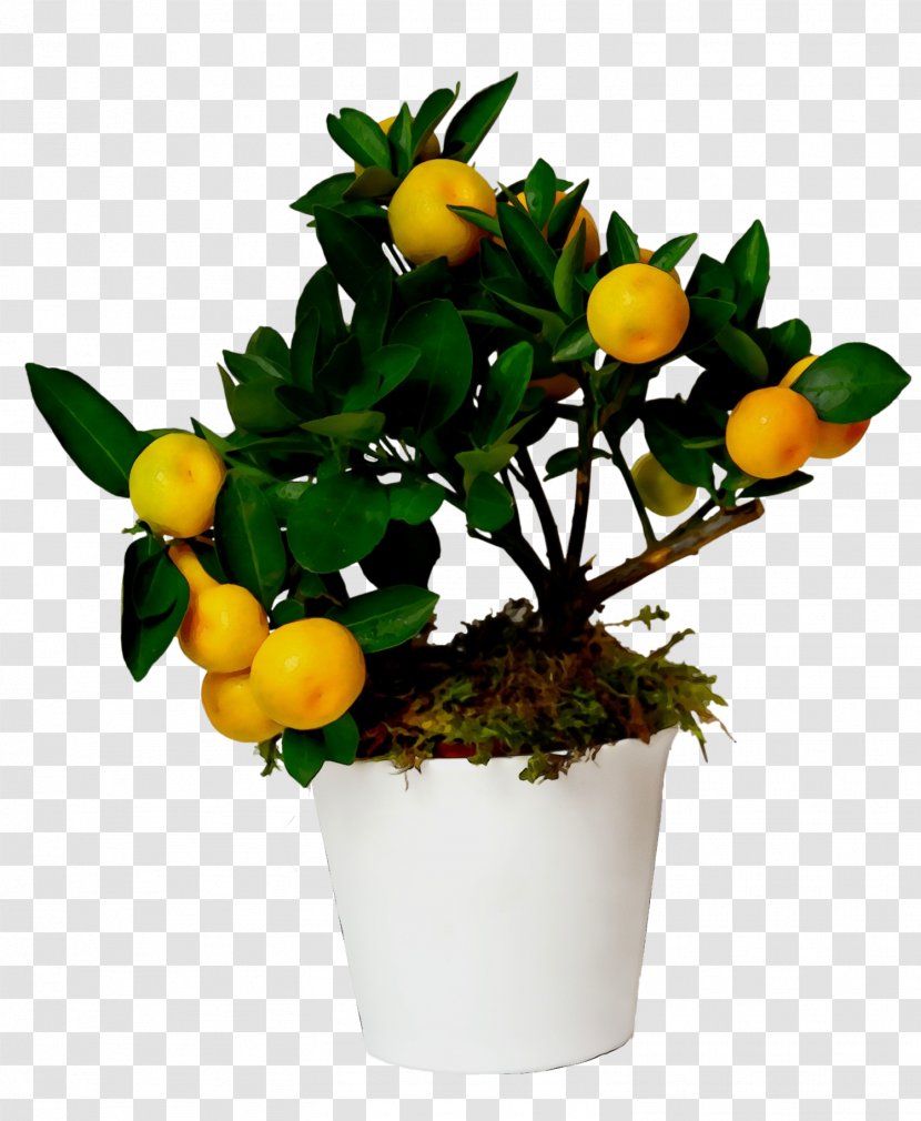 Flower Plant Flowerpot Calamondin Citrus - Tree Fruit Transparent PNG