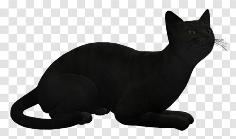 Black Cat Korat Bombay European Shorthair Burmese - Domestic Shorthaired - Whiskers Transparent PNG