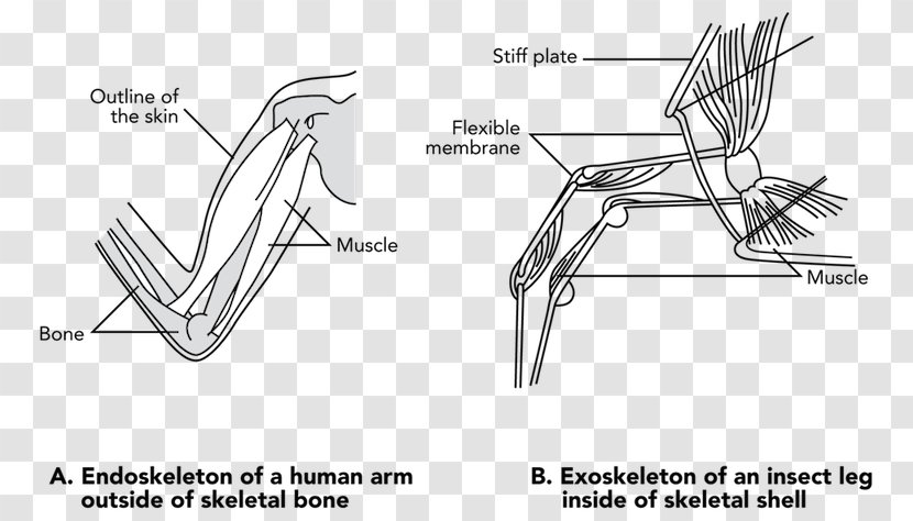 Automotive Design Car Sketch - Furniture - Human Arm Transparent PNG