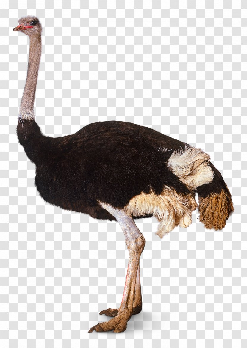Bird Southern Ostrich Somali - Fauna Transparent PNG