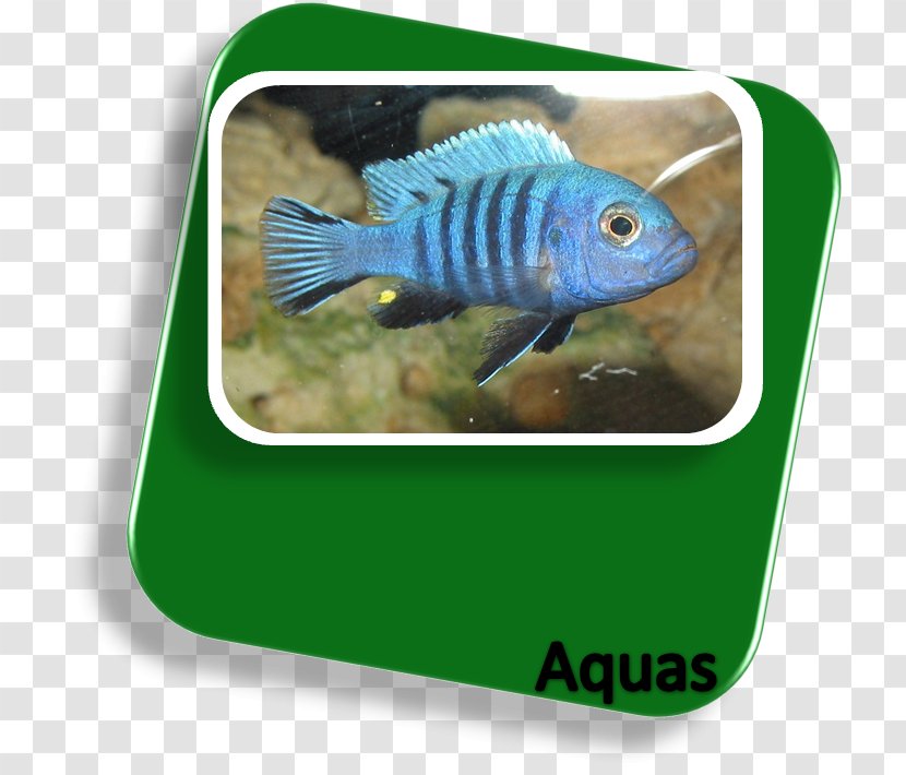 Goldfish Vertebrate Bony Fishes Aquarium - Fish Transparent PNG