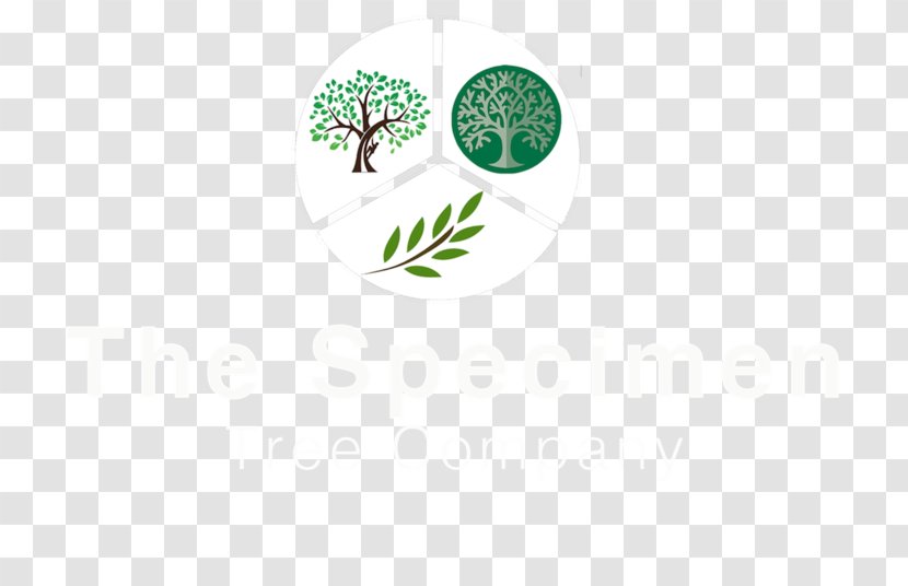 Logo Brand Tree Font - Text Transparent PNG