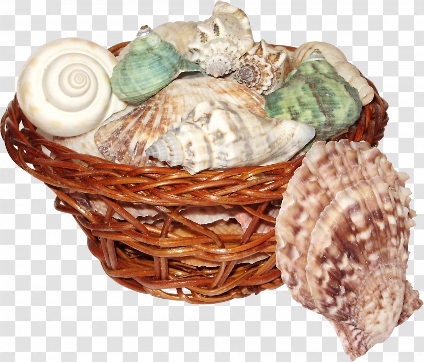 Seashell Clip Art - Conch - The Basket Of Scallop Transparent PNG