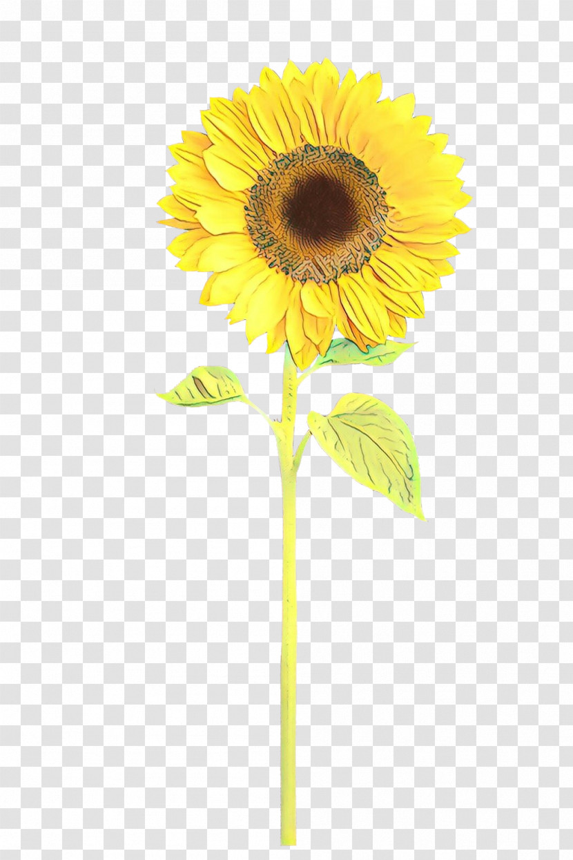 Sunflower Transparent PNG