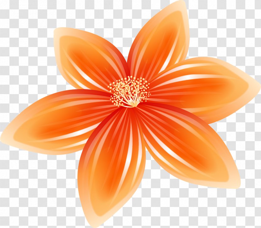 Cut Flowers Lilium Bulbiferum Petal Poppy - Orange Transparent PNG