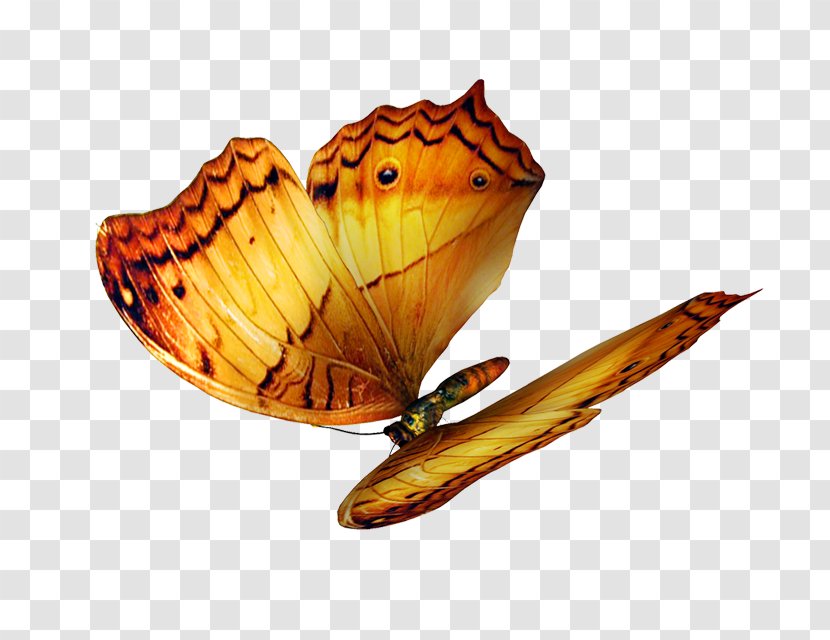 Butterfly Yellow - Blue Transparent PNG