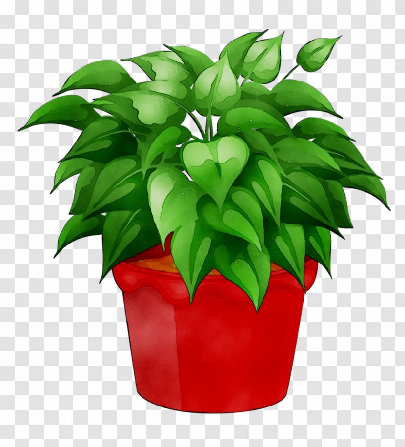 Flowerpot Leaf Houseplant - Anthurium Transparent PNG