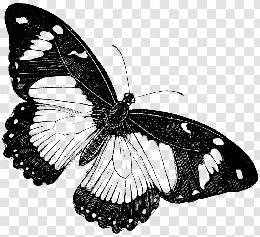 Butterfly Drawing Painting - Vintage Print - Papillon Transparent PNG