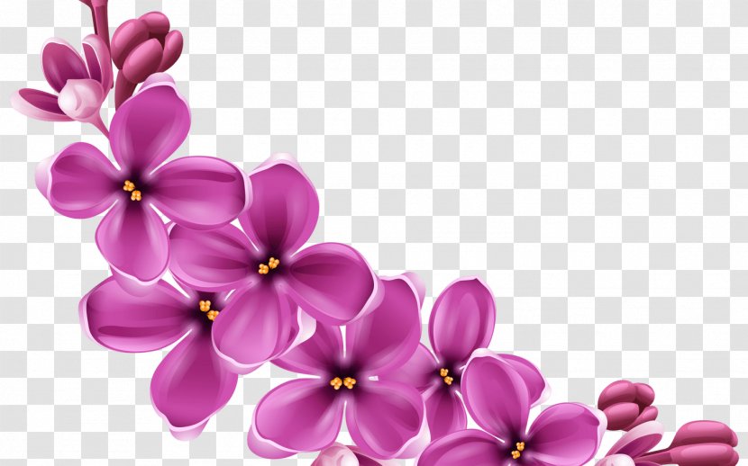 Floral Spring Flowers - Petal - Wildflower Violet Family Transparent PNG