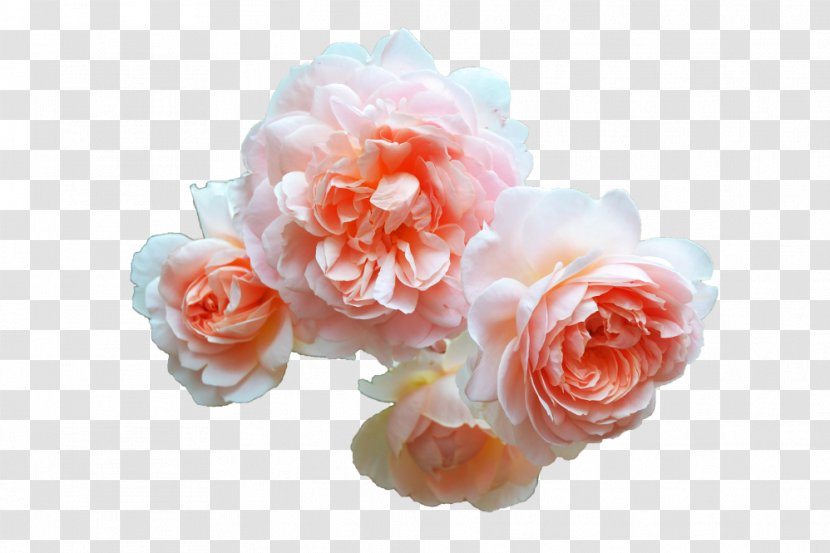Garden Roses Cottage Cabbage Rose Flower - Cut Flowers Transparent PNG