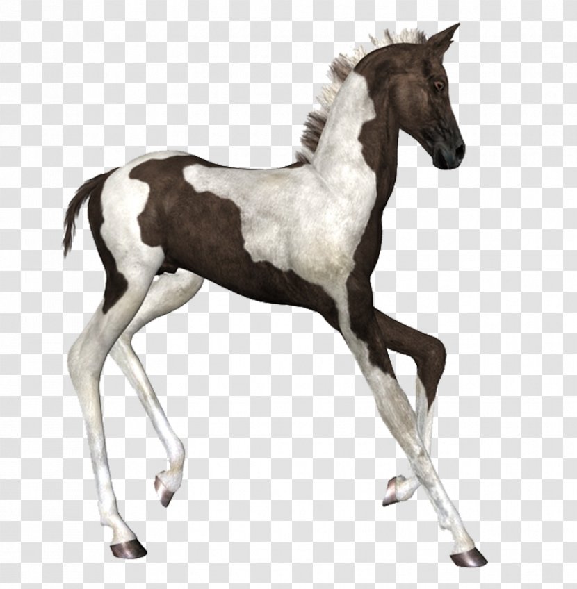 Horse Ink Brush - Like Mammal - Hand Drawn Cartoon Pictures Transparent PNG