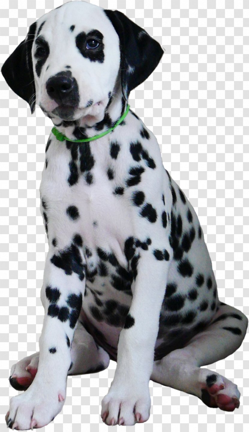 Dalmatian Dog Puppy Breed Companion Der Dalmatiner Transparent PNG