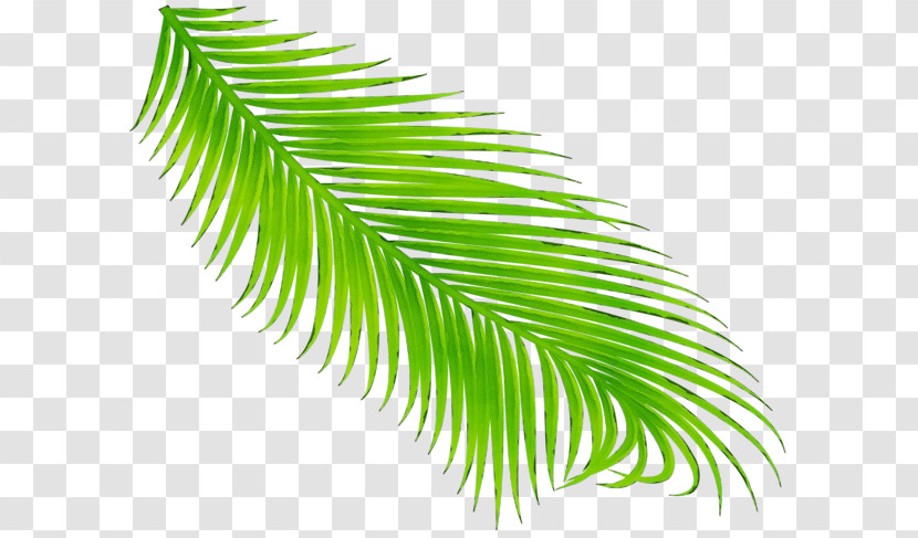 Palm Tree Transparent PNG