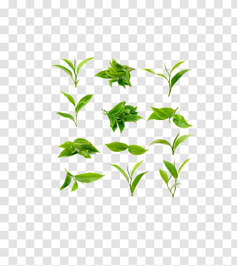 Green Tea Processing Basil - Depositphotos - Free Matting Transparent PNG