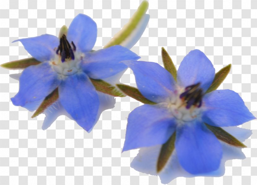 Common Sunflower Borage Eating Cooking - Herbes Transparent PNG