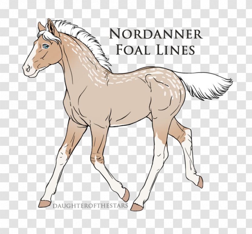 Foal Colt Pony Stallion Mustang - Horse Transparent PNG