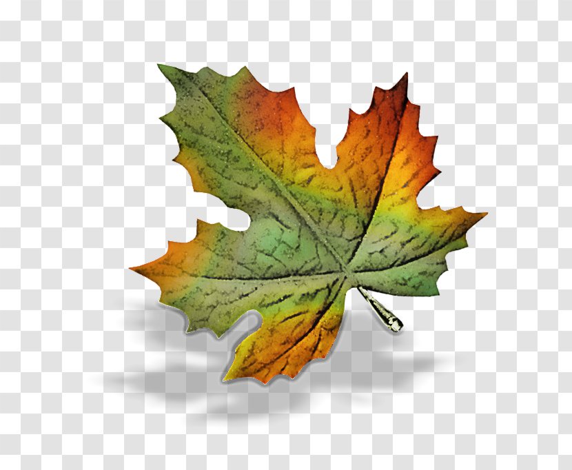 Maple Leaf - Plane - Woody Plant Grape Leaves Transparent PNG