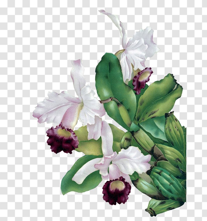 Flower Orchids Green Clip Art - Plant - Watercolor Floers Transparent PNG