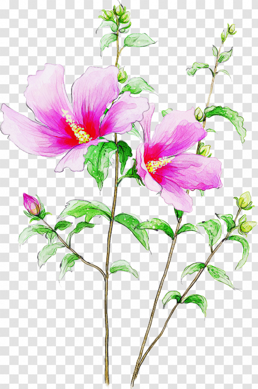 Flower Plant Petal Watercolor Paint Pink Transparent PNG