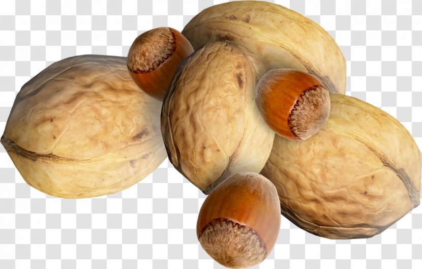 Walnut Juglans Clip Art - Tree Nuts - Hazelnuts Walnuts Kind Transparent PNG