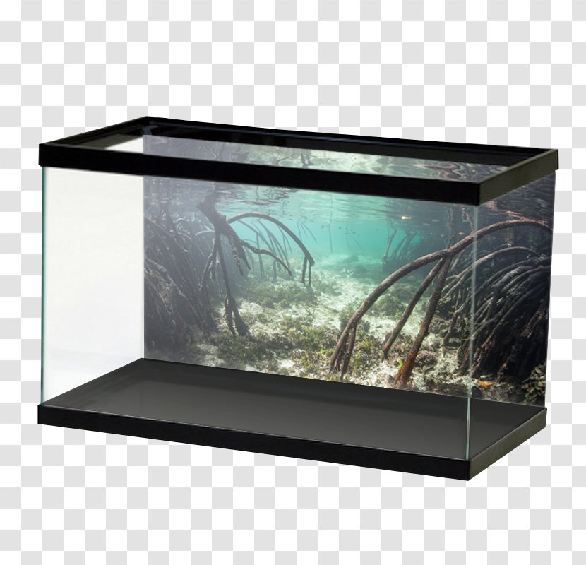 Aquarium Aquascaping Tetra Paludarium Akwaterrarium - Pelvicachromis Pulcher Transparent PNG