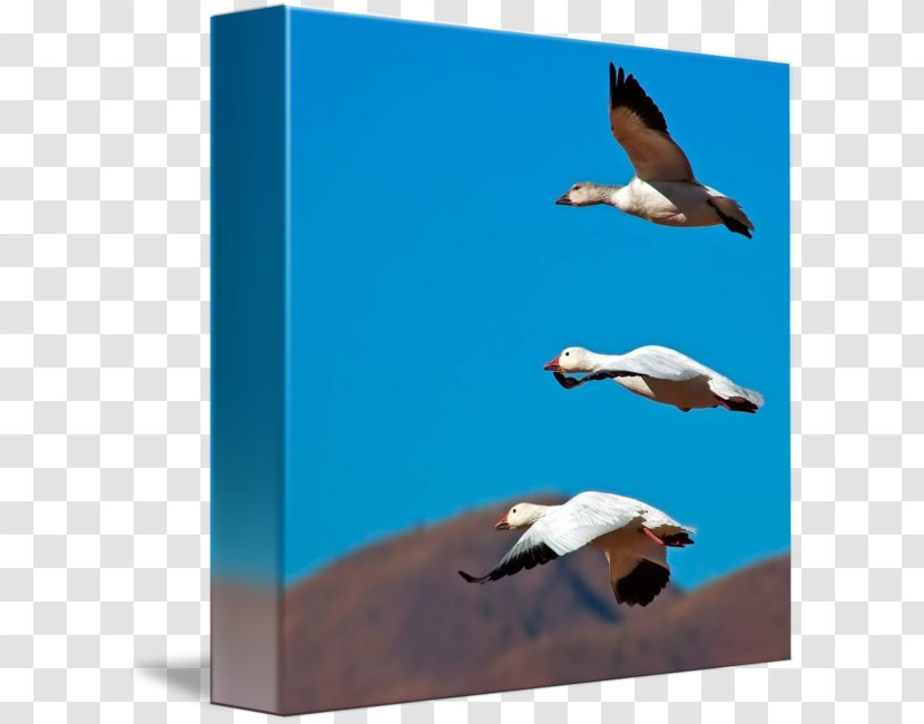 Water Bird Goose Flight Duck - Snow Transparent PNG