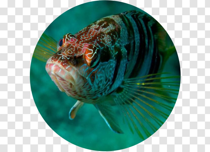Marine Biology Fish - Underwater - Pesce Transparent PNG