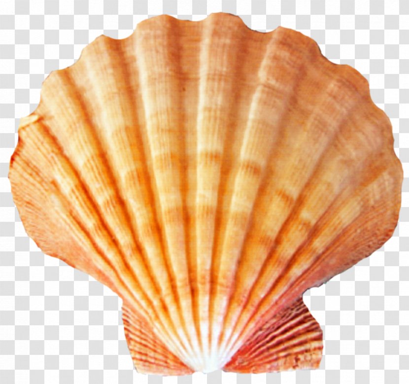 Orange Seashell Cockle Pecten Beach - Stock Photography Transparent PNG