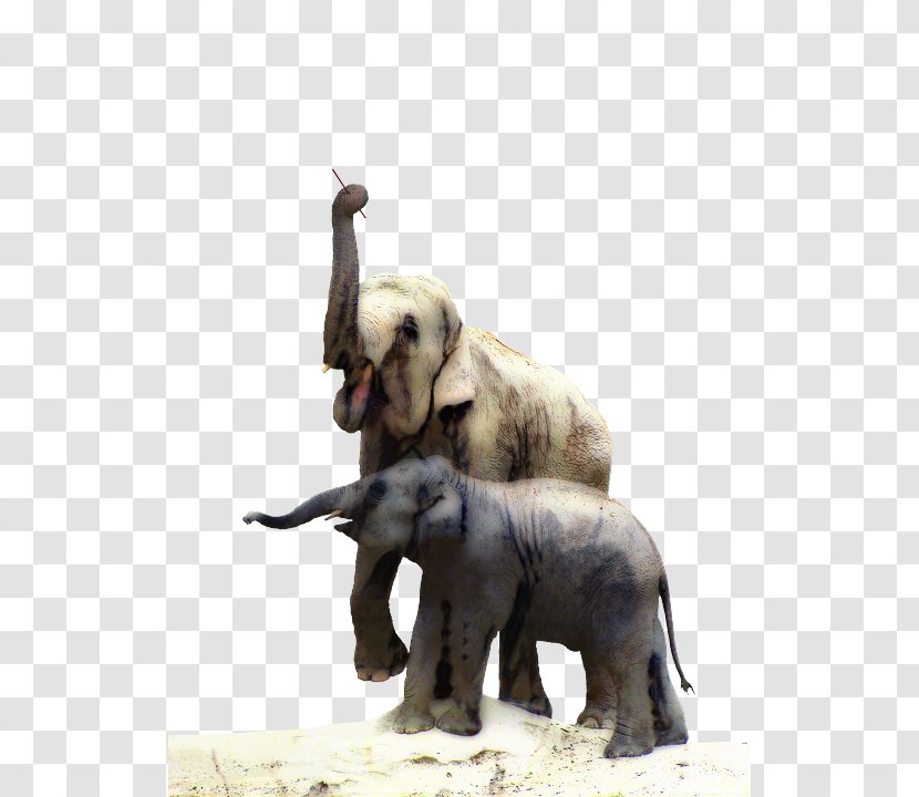 Indian Elephant African Tusk Terrestrial Animal - Elephants And Mammoths - Mammal Transparent PNG