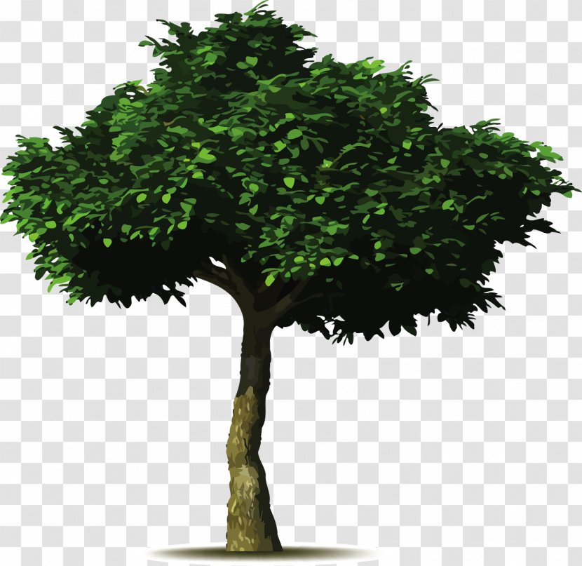 Common Fig Tree Planting Landscaping Pruning - Baobab - Arbol Transparent PNG