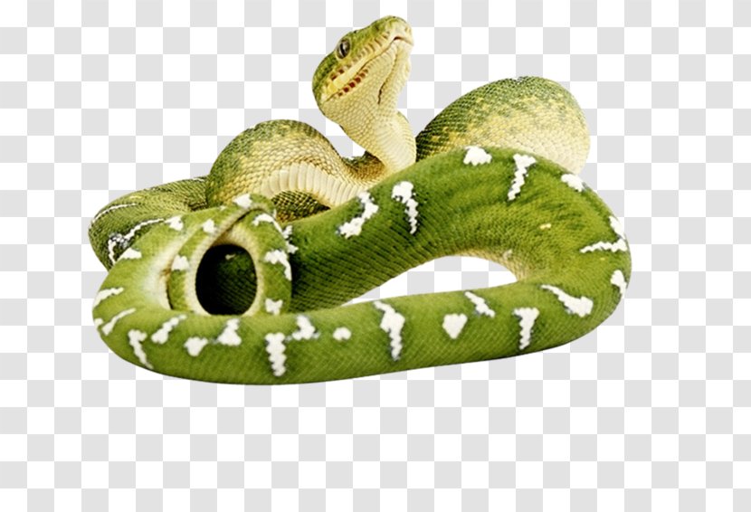 Smooth Green Snake Reptile Vipers Transparent PNG