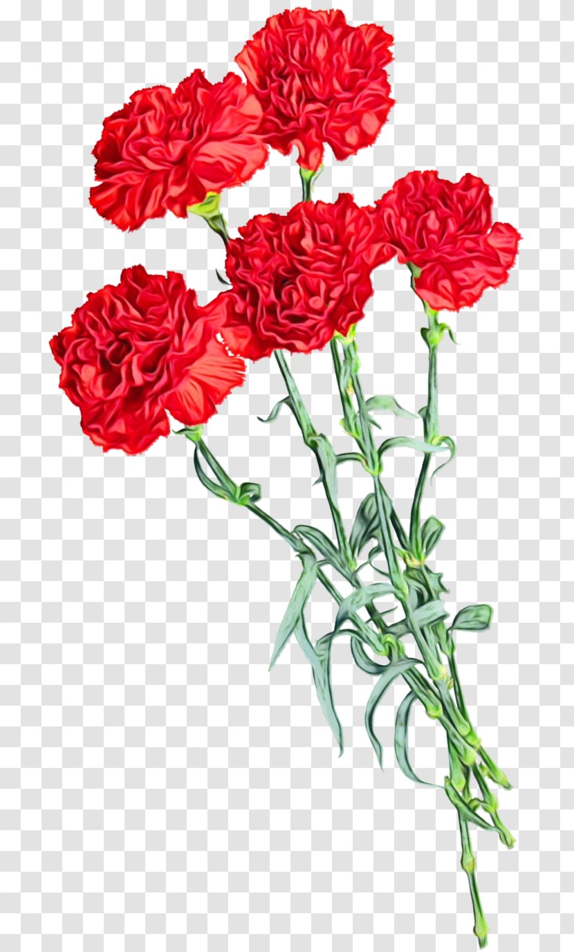 Flower Plant Cut Flowers Red Carnation - Petal - Pink Family Dianthus Transparent PNG