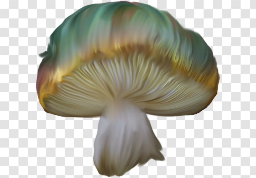 Oyster Mushroom Petal - Hand-painted Mushrooms Transparent PNG