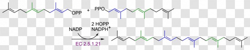 Squalene Carotene Lycopene Carotenoid Terpene - White Transparent PNG