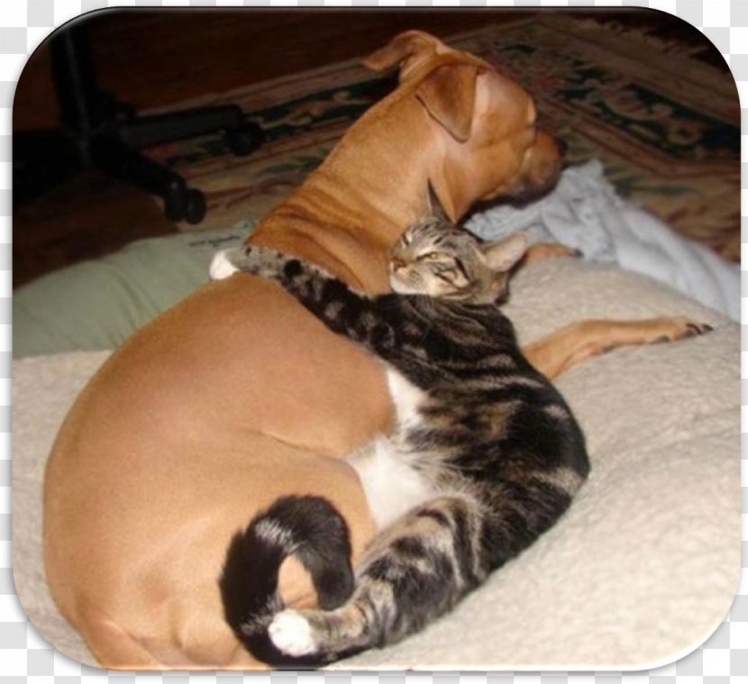 Dog–cat Relationship Kitten Puppy Labrador Retriever - Pet - Cat Transparent PNG