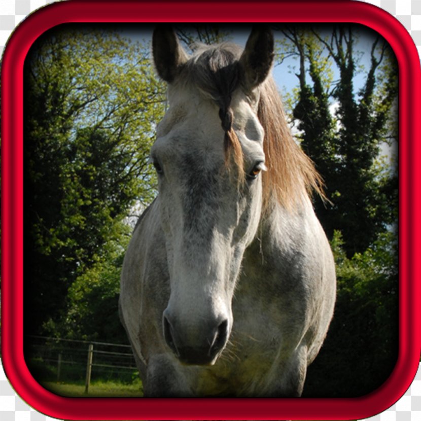Irish Sport Horse Arabian Equestrian Lusitano Saying - Wildlife - Horsemanship Transparent PNG