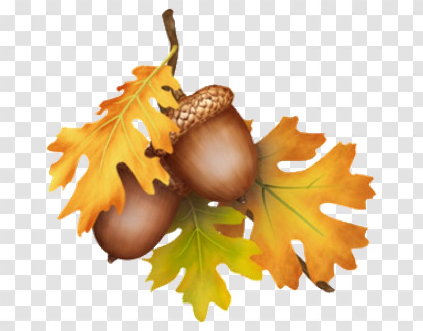 Acorn Thanksgiving Tree Clip Art - Fruit - Wounded Heart Transparent PNG