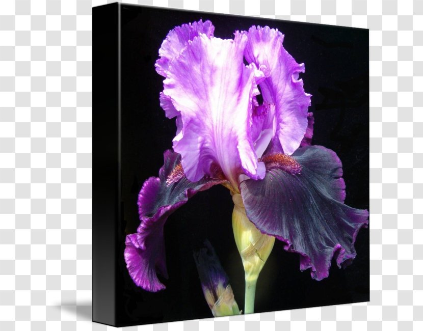 Cattleya Orchids Family Violet - Iris Ser Sibiricae Transparent PNG