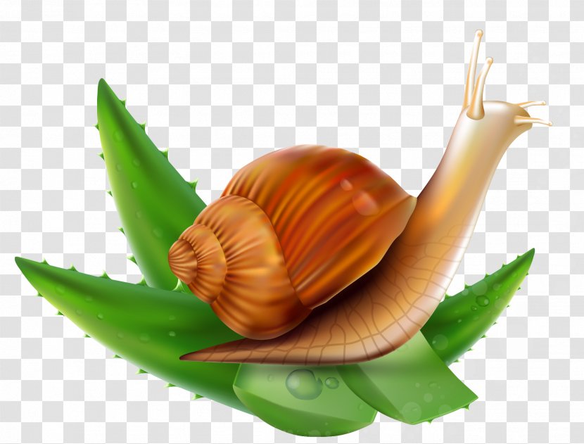 Snail Orthogastropoda - Molluscs - Aloe Vector Transparent PNG