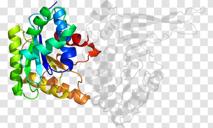 Clip Art Line - Organism - Glucose6phosphate Dehydrogenase Deficiency Transparent PNG