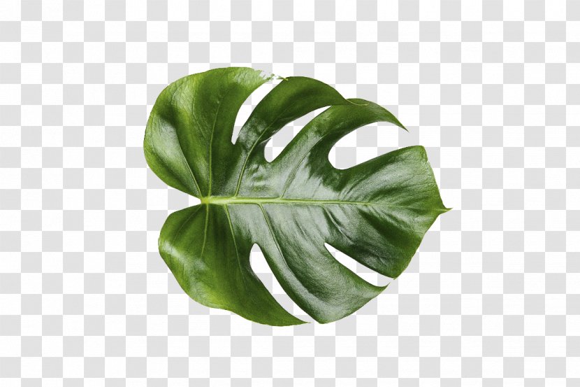 Leaf Swiss Cheese Plant Mockup - Royaltyfree - Monstera Transparent PNG